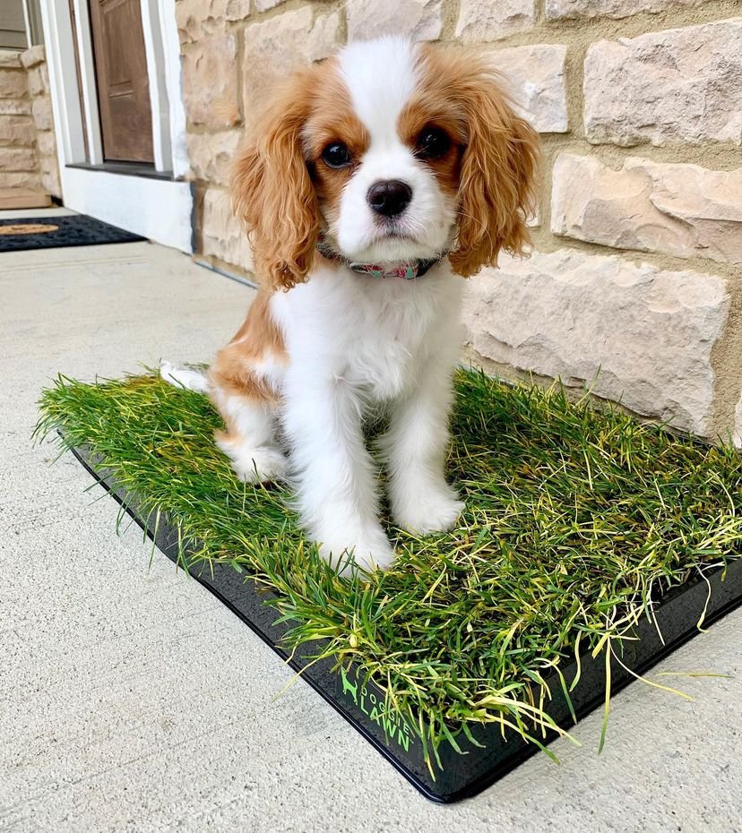 Bella – Cavalier King Charles Spaniel puppy