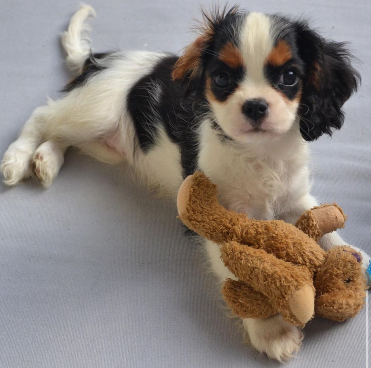 Cookie – Cavalier King Charles Spaniel puppy