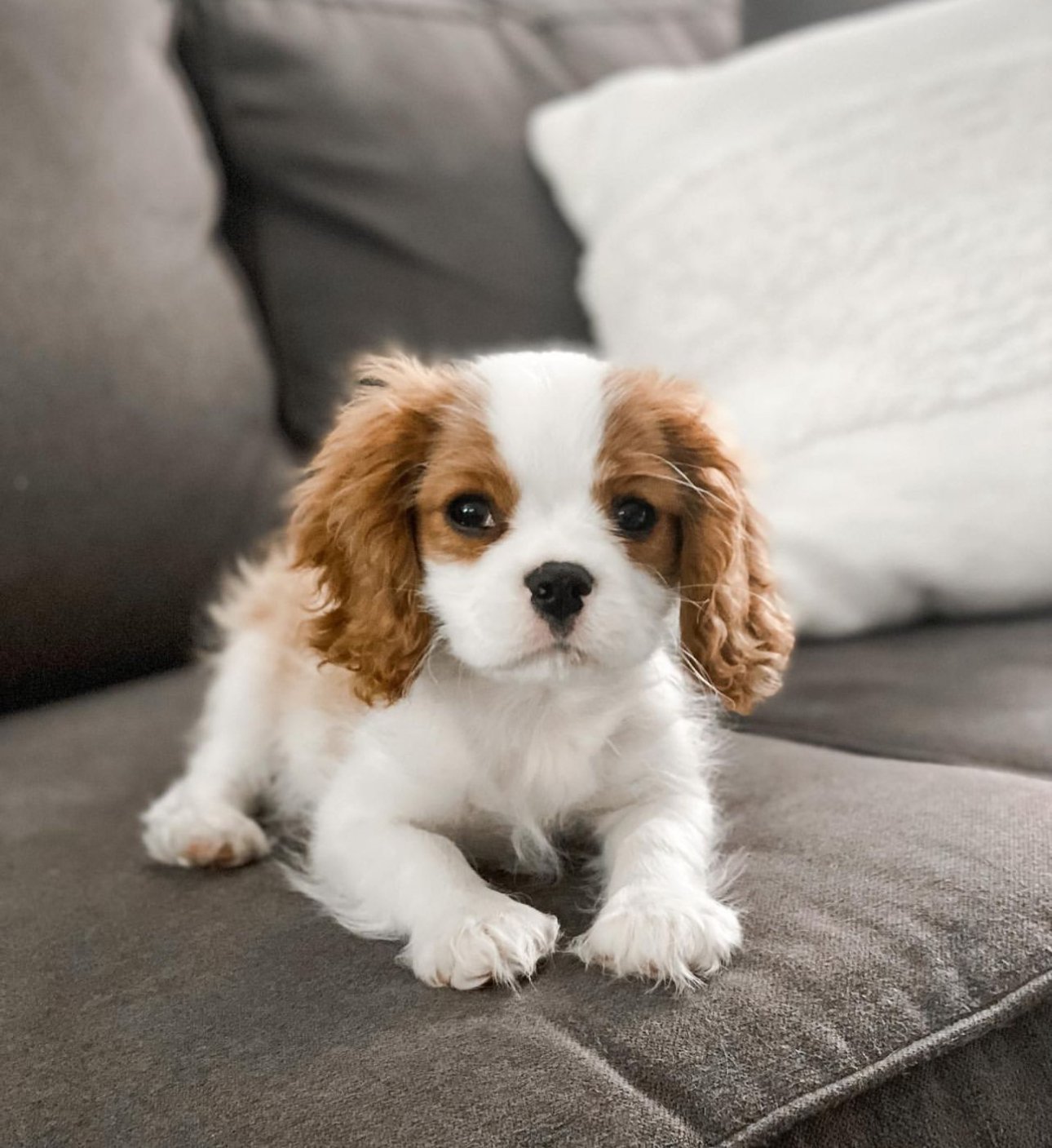 Louie – Cavalier King Charles Spaniel puppy