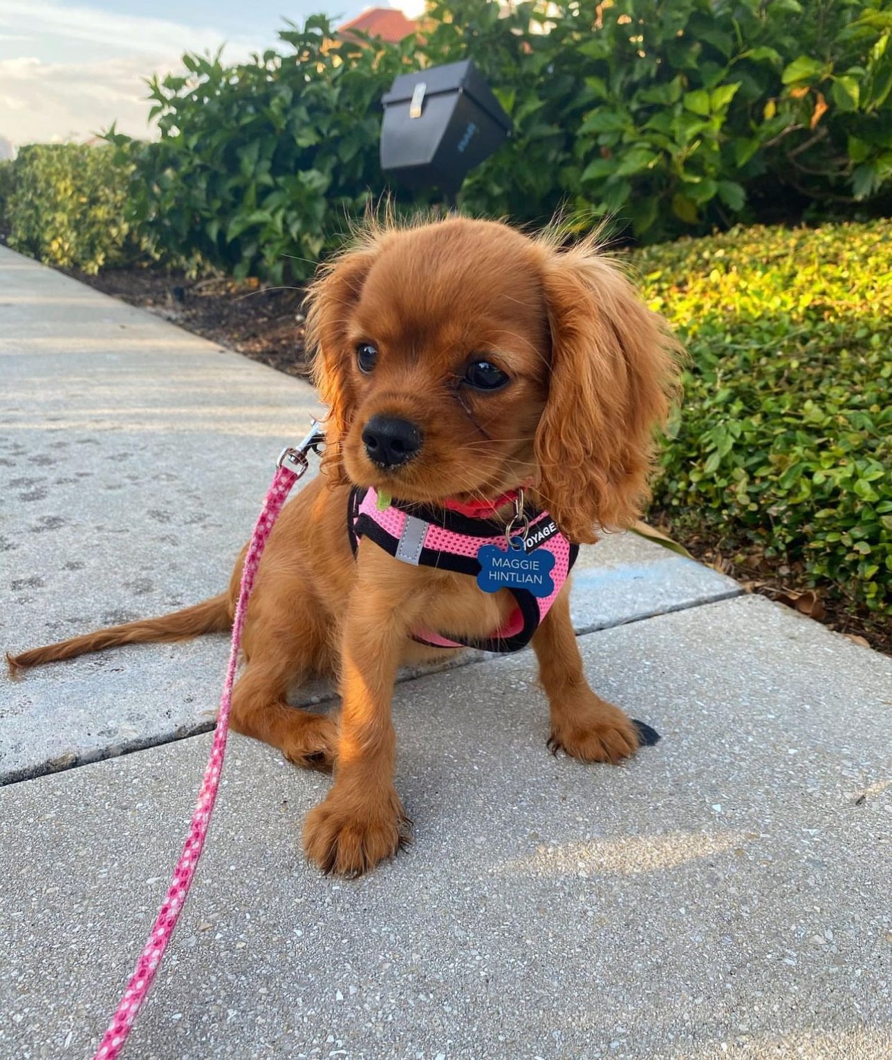 Maggie – Cavalier King Charles Spaniel puppy