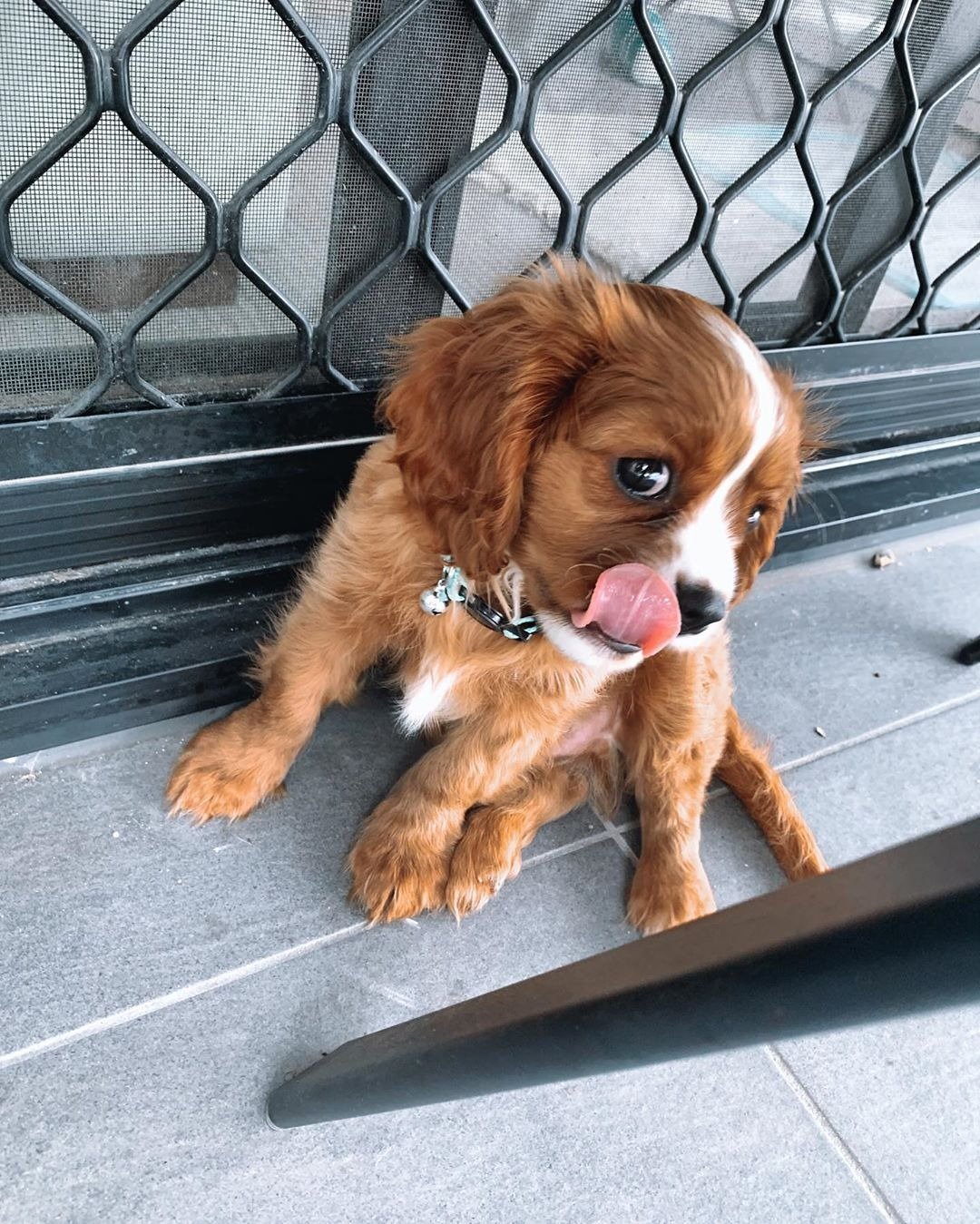Max – Cavalier King Charles Spaniel puppy