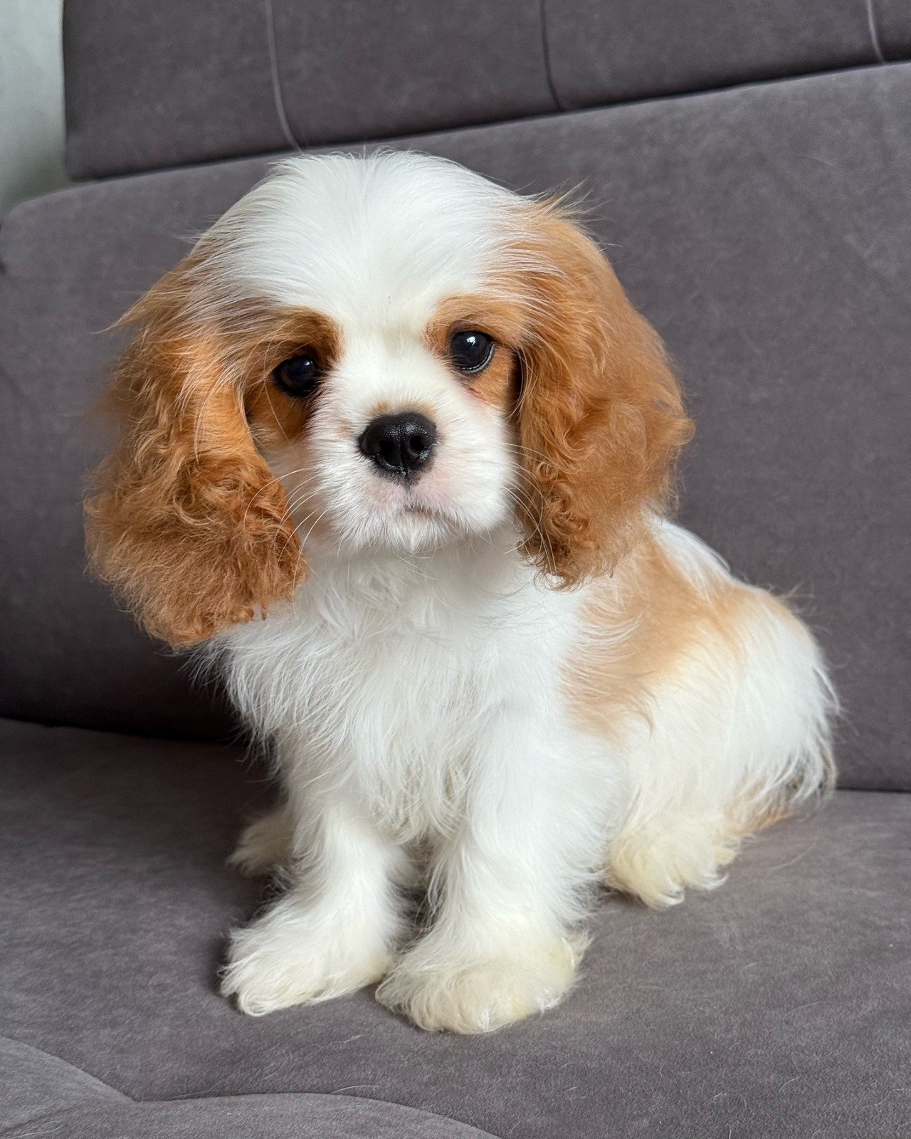 Moscow – Cavalier King Charles Spaniel puppy