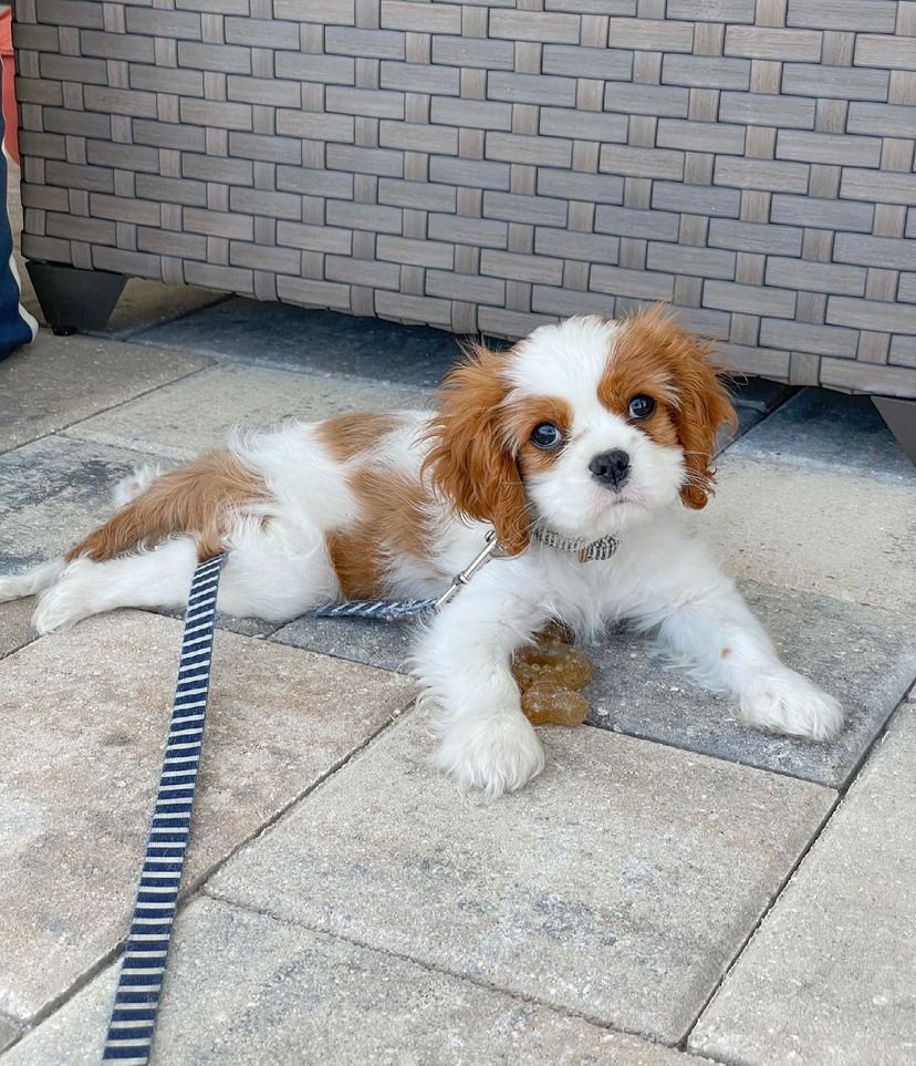 Winslow – Cavalier King Charles Spaniel puppy