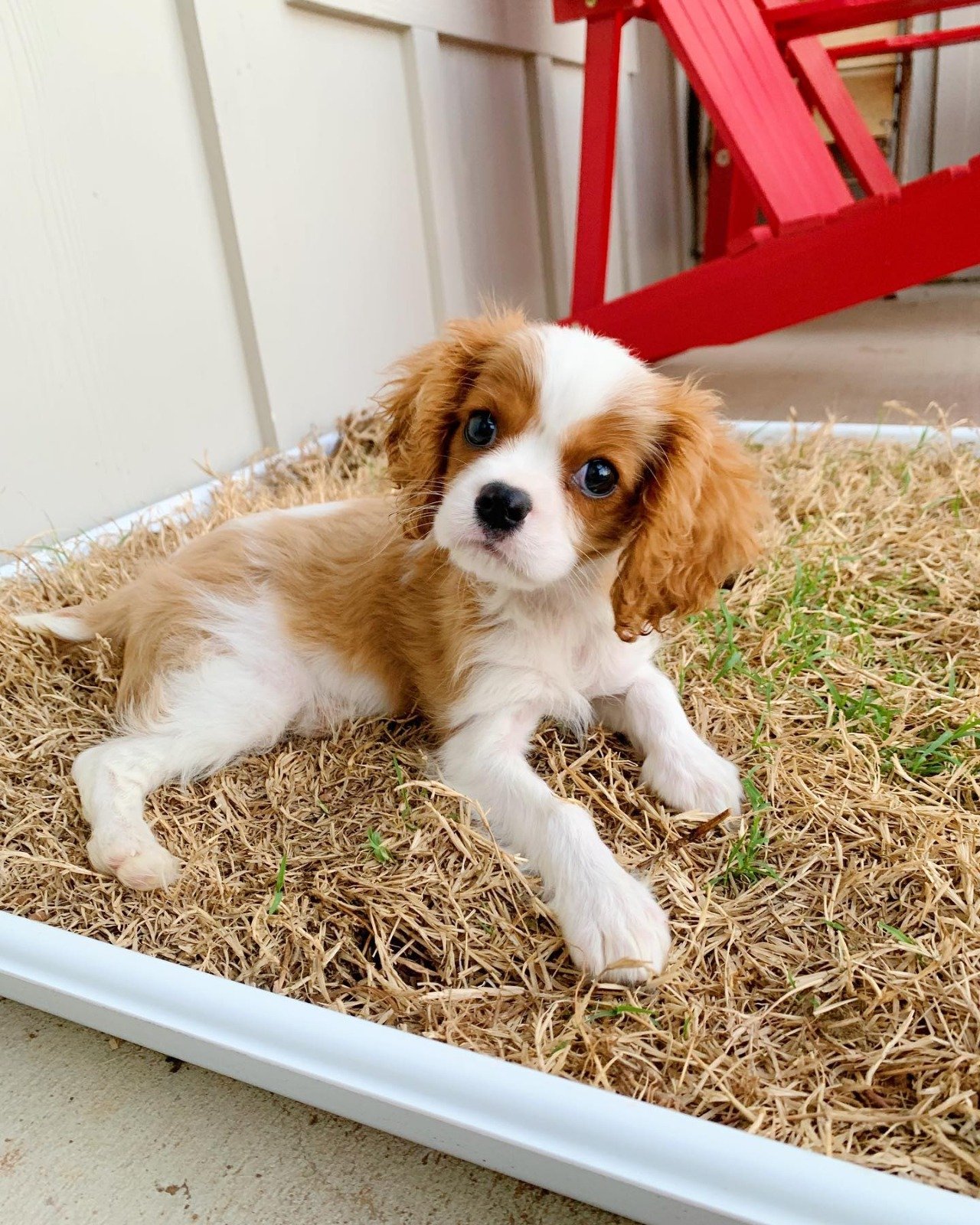 Nestle – Cavalier King Charles Spaniel puppy