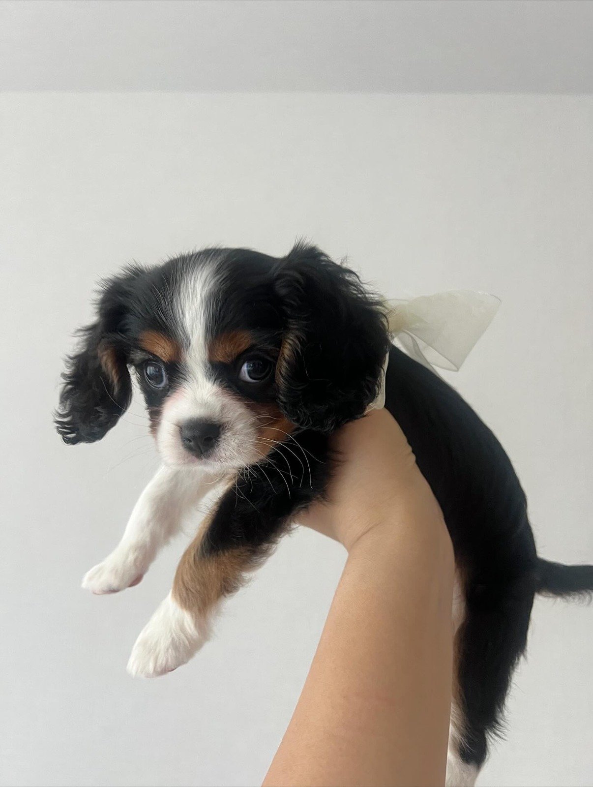 Waka – Cavalier King Charles Spaniel puppy