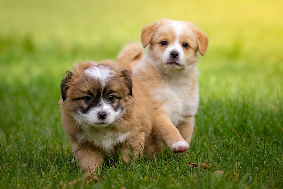 Cavalier King Charles Spaniel puppy at Elysian Cavaliers