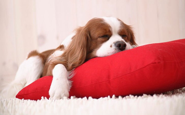 Cavalier King Charles Spaniel historical portrait
